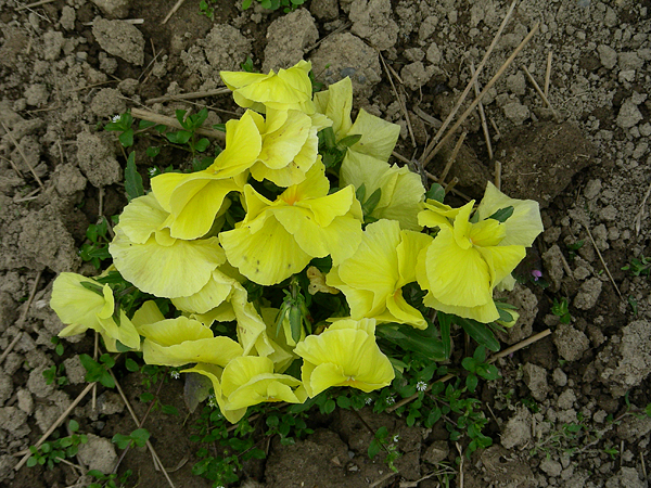 pansy in flower